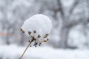 重庆高温四十度竟现雪迹？气象台的回应