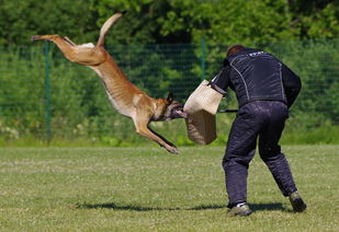 幼童遭恶犬撕咬，众人合力救援的紧急时刻