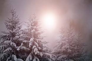 山东多地迎来今冬第一场雪，银装素裹下的美丽与温情