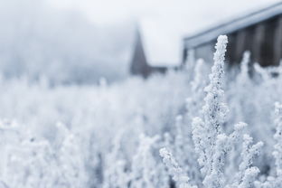 大雪后东北小孩的三室一厅发现，冰雪下的惊喜与探索